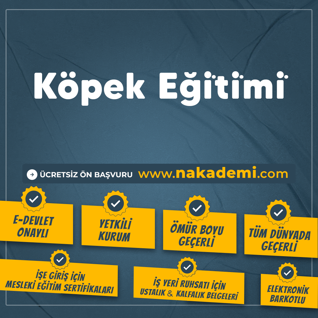 Köpek Eği̇ti̇mi̇
